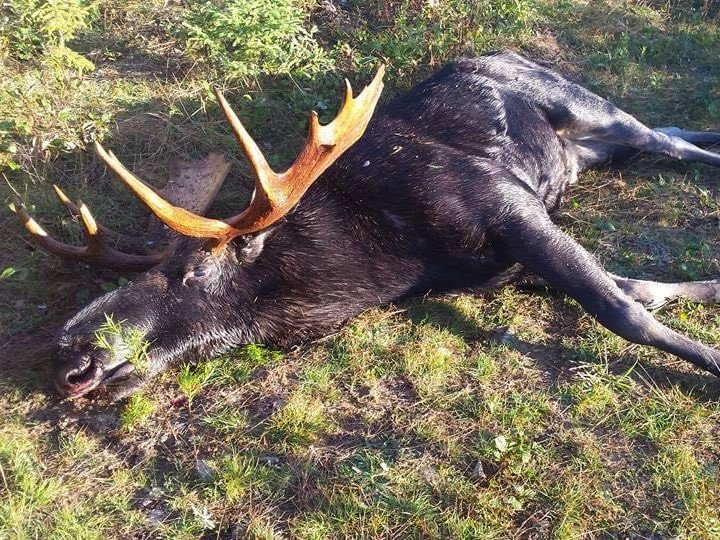 young bull moose
